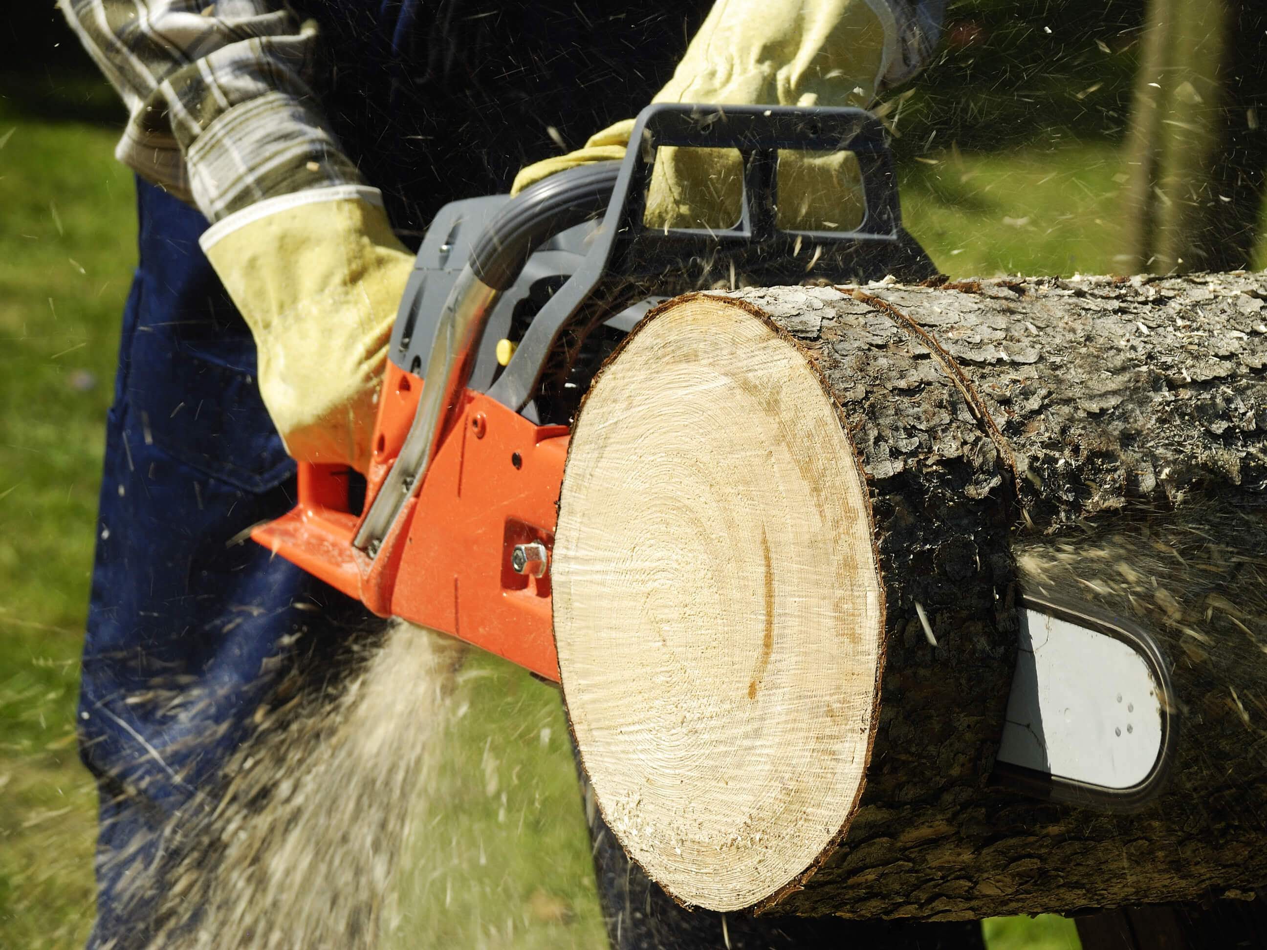 Jest - In - Time Tree Service LLC: Service Image-1 Jest - In - Time Tree Service LLC: Service Image-1
