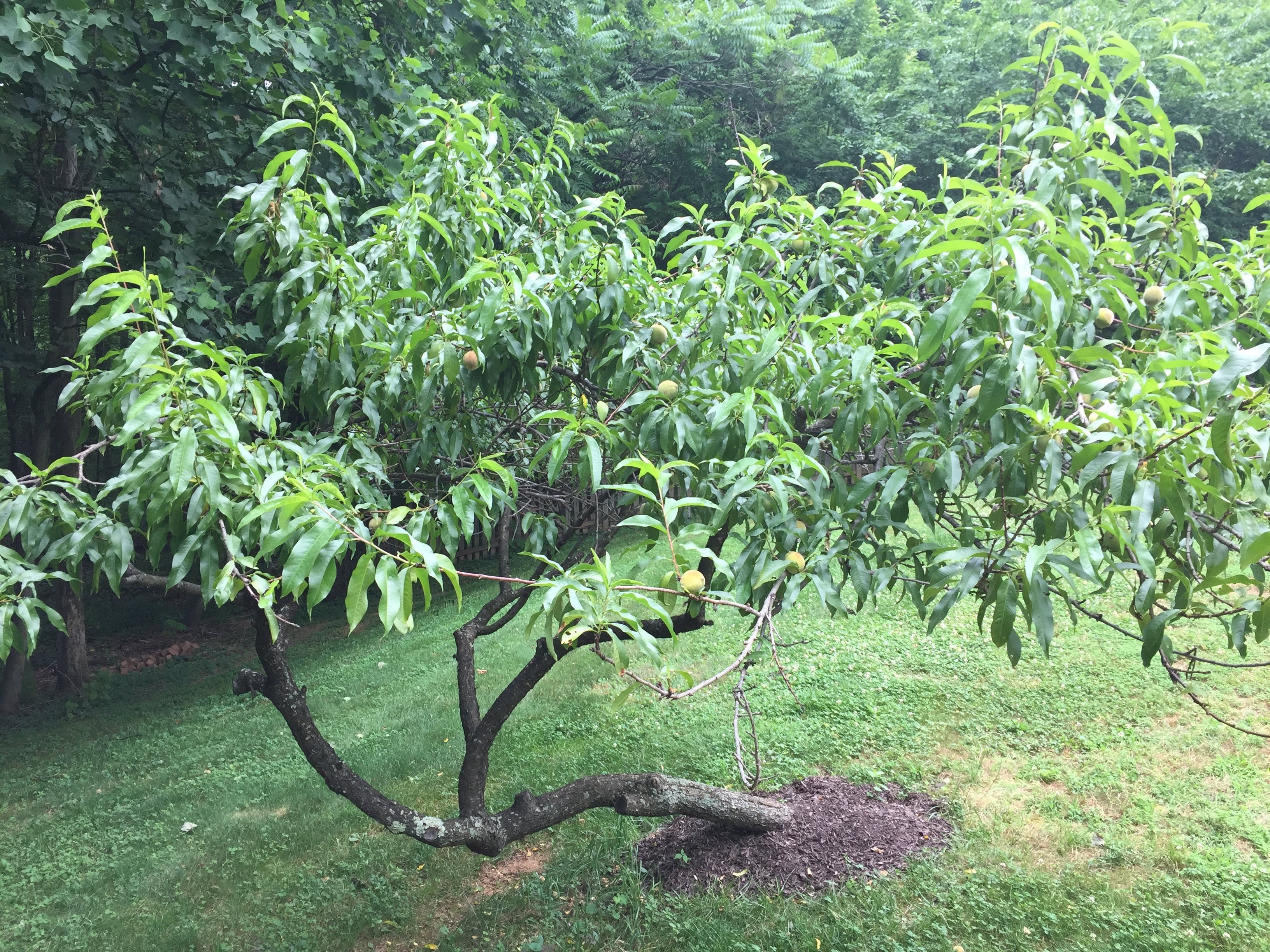 Jest - In - Time Tree Service LLC: Service Image-2 Jest - In - Time Tree Service LLC: Service Image-2