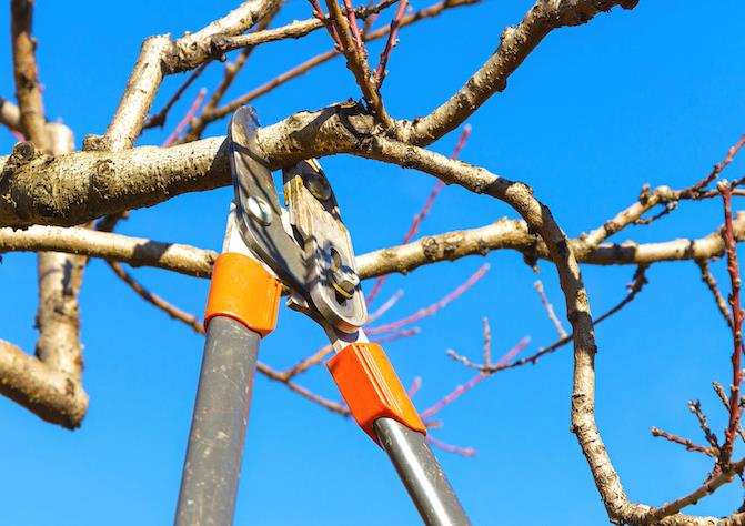 Jest - In - Time Tree Service LLC: Service Image-3