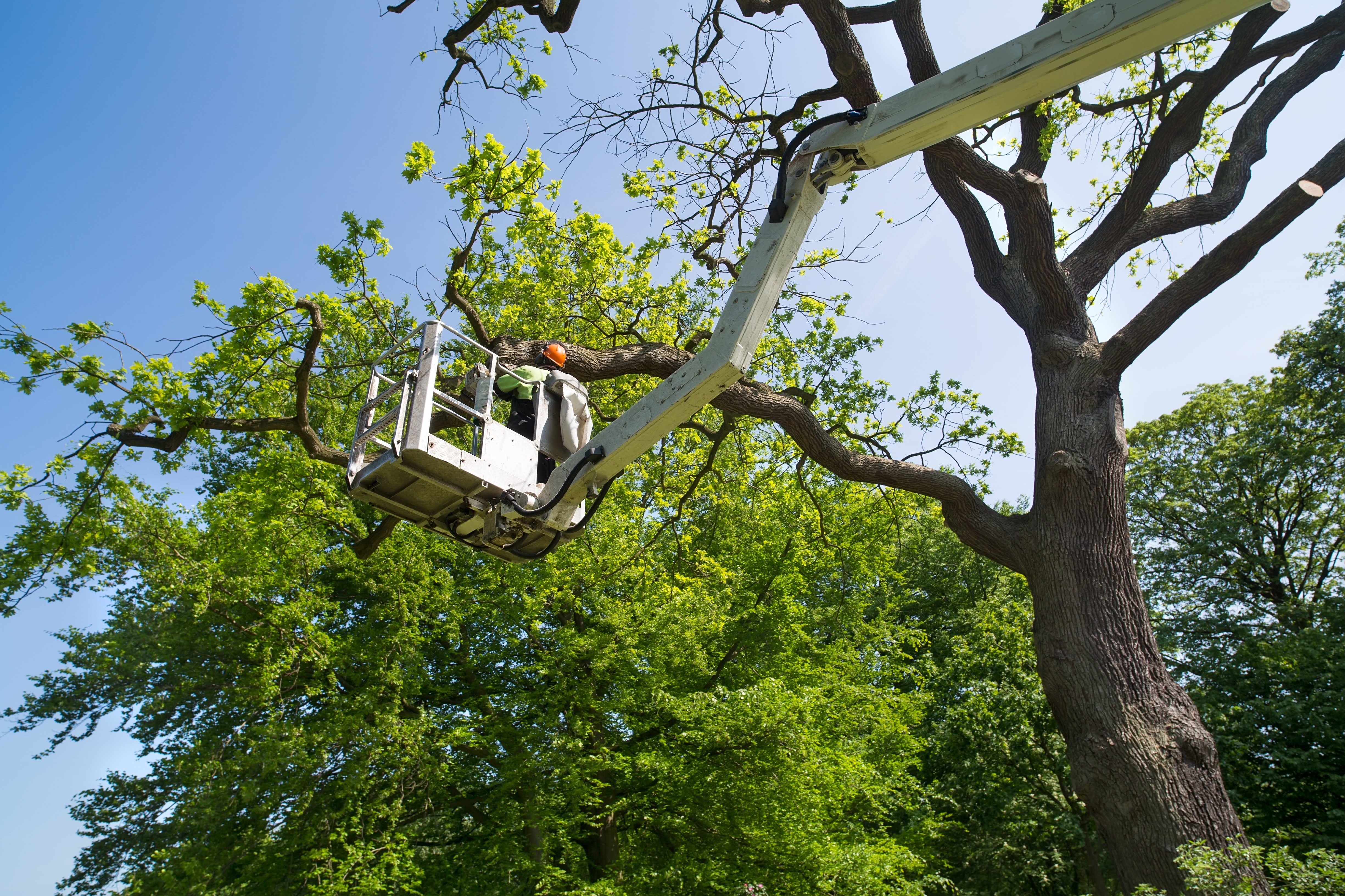 Jest - In - Time Tree Service LLC: Service Image-0